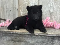 AKC - Belgian Sheepdog - Pink Girl, a female Belgian Sheepdog for sale in Kingston, MO – 5 of 10