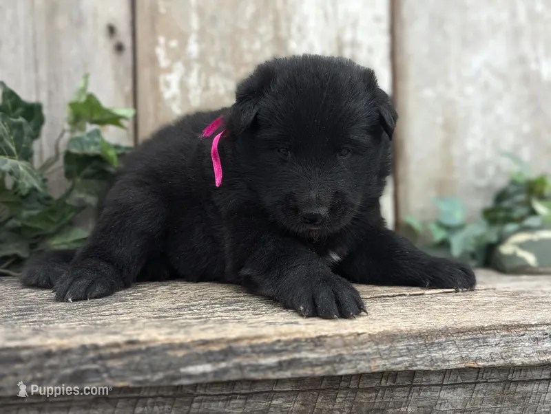 Belgian Sheepdog Female