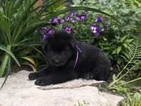 AKC - Belgian Sheepdog - Female, a female Belgian Sheepdog for sale in Kingston, MO – 5 of 10