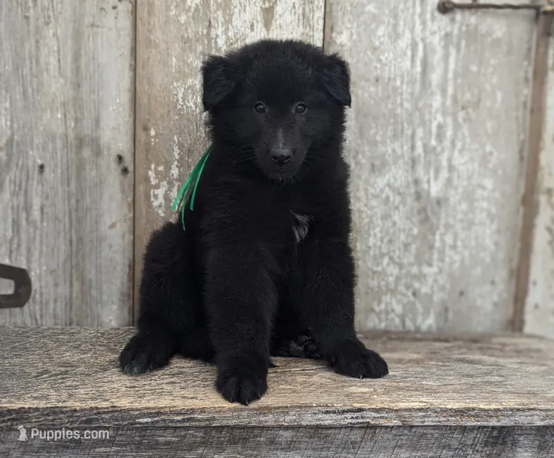 AKC - Belgian Sheepdog - Green Boy – Belgian Sheepdog puppy for sale in Kingston, MO