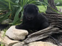 AKC - Belgian Sheepdog - Male, a male Belgian Sheepdog for sale in Kingston, MO – 4 of 10