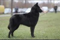 AKC - Belgian Sheepdog - Red Boy, a male Belgian Sheepdog for sale in Kingston, MO – 10 of 10