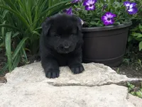 AKC - Belgian Sheepdog - Female, a female Belgian Sheepdog for sale in Kingston, MO – 6 of 10