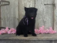 AKC - Belgian Sheepdog - Purple Girl, a female Belgian Sheepdog for sale in Kingston, MO – 2 of 10