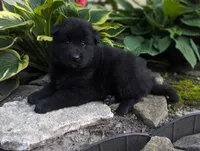 AKC - Belgian Sheepdog - Male, a male Belgian Sheepdog for sale in Kingston, MO – 7 of 10