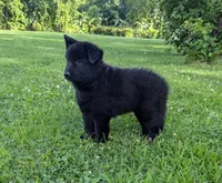 AKC - Belgian Sheepdog - Purple Girl, a female Belgian Sheepdog for sale in Kingston, MO – 5 of 10