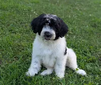Victor , a male Portuguese Water Dog for sale in Kingston, MO – 3 of 10