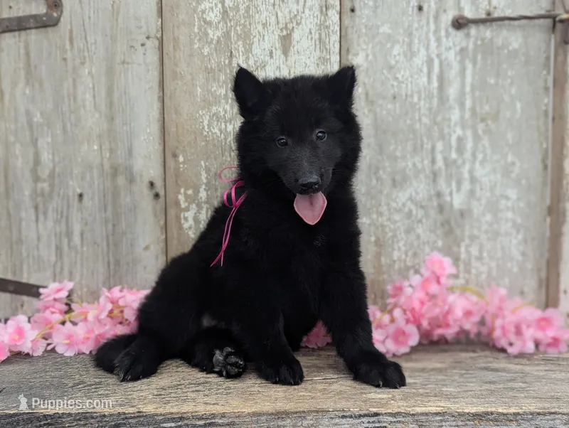 AKC - Belgian Sheepdog - Pink Girl – Belgian Sheepdog puppy for sale in Kingston, MO