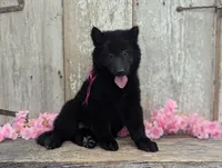 AKC - Belgian Sheepdog - Pink Girl, a female Belgian Sheepdog for sale in Kingston, MO – 1 of 10