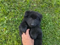 AKC - Belgian Sheepdog - Red Boy, a male Belgian Sheepdog for sale in Kingston, MO – 6 of 10