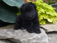 AKC - Belgian Sheepdog - Female, a female Belgian Sheepdog for sale in Kingston, MO – 7 of 10
