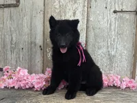 AKC - Belgian Sheepdog - Pink Girl, a female Belgian Sheepdog for sale in Kingston, MO – 7 of 10
