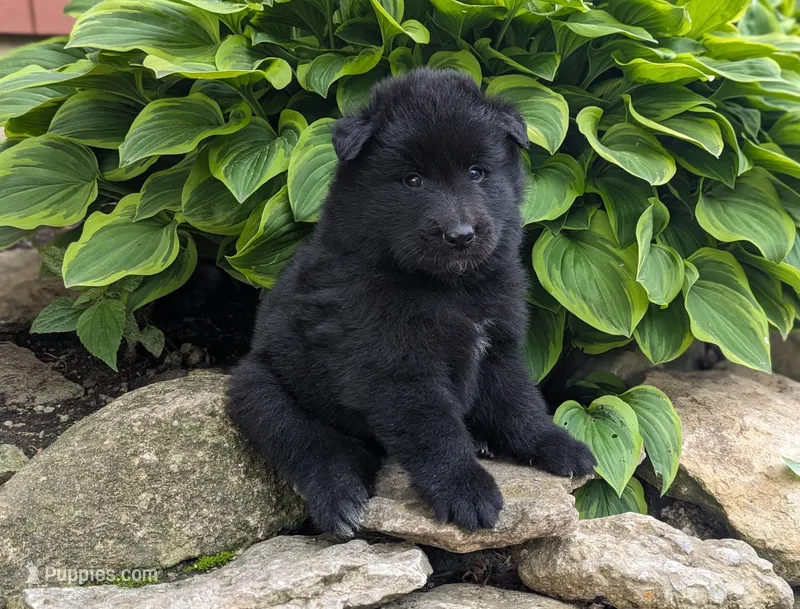 AKC - Belgian Sheepdog - Male – Belgian Sheepdog puppy for sale in Kingston, MO