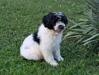 Victor , a male Portuguese Water Dog for sale in Kingston, MO – 8 of 10