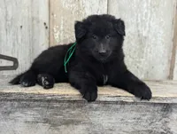 AKC - Belgian Sheepdog - Green Boy, a male Belgian Sheepdog for sale in Kingston, MO – 2 of 10