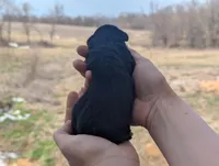 Ursula - AKC - Portuguese water dog , a female Portuguese Water Dog for sale in Kingston, MO – Photo 6 of 6