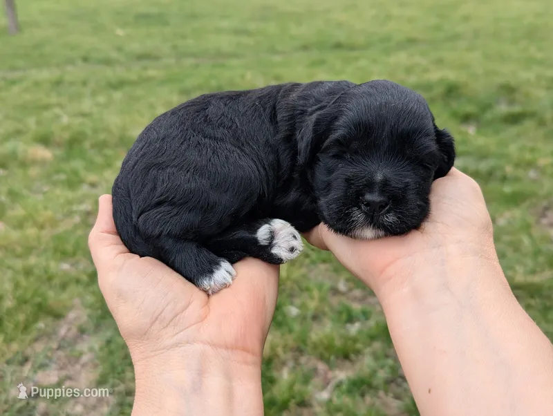 Ursula - AKC - Portuguese water dog  – Portuguese Water Dog puppy for sale in Kingston, MO