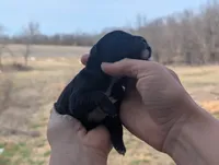 Ursula - AKC - Portuguese water dog , a female Portuguese Water Dog for sale in Kingston, MO – Photo 4 of 6