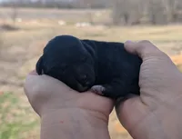 Ursula - AKC - Portuguese water dog , a female Portuguese Water Dog for sale in Kingston, MO – Photo 5 of 6