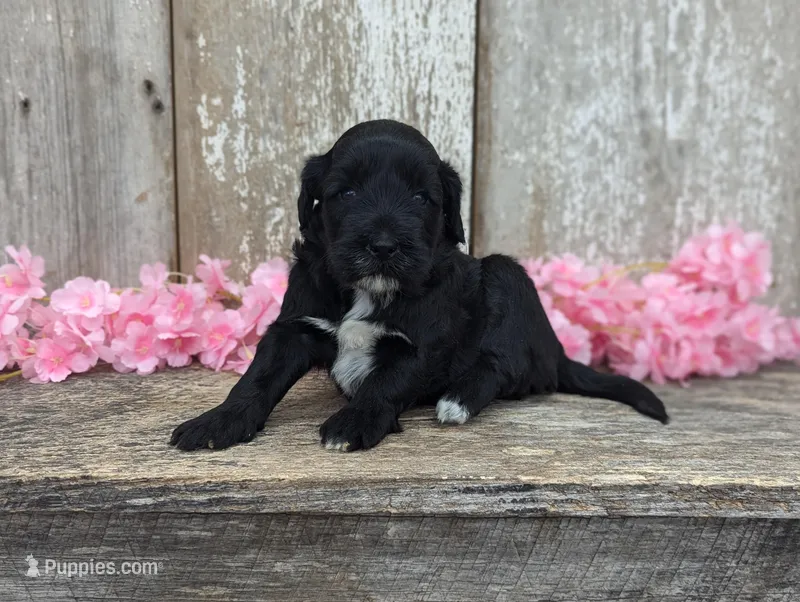Ursula - AKC - Portuguese water dog  – Portuguese Water Dog puppy for sale in Kingston, MO