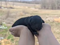 Ursula - AKC - Portuguese water dog , a female Portuguese Water Dog for sale in Kingston, MO – Photo 3 of 6