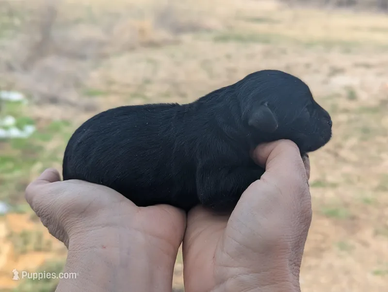 Ursula - AKC - Portuguese water dog  – Portuguese Water Dog puppy for sale in Kingston, MO
