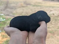 Ursula - AKC - Portuguese water dog , a female Portuguese Water Dog for sale in Kingston, MO – Photo 1 of 6