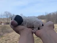 Turbo - AKC - Portuguese water dog , a male Portuguese Water Dog for sale in Kingston, MO – Photo 6 of 6
