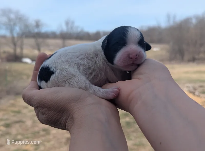 Turbo - AKC - Portuguese water dog  – Portuguese Water Dog puppy for sale in Kingston, MO