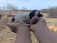 Turbo - AKC - Portuguese water dog , a male Portuguese Water Dog for sale in Kingston, MO – Photo 5 of 6