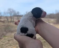 Turbo - AKC - Portuguese water dog , a male Portuguese Water Dog for sale in Kingston, MO – Photo 2 of 6
