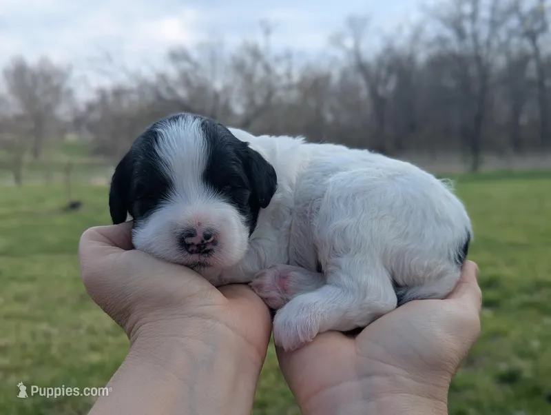 Turbo - AKC - Portuguese water dog  – Portuguese Water Dog puppy for sale in Kingston, MO