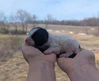 Turbo - AKC - Portuguese water dog , a male Portuguese Water Dog for sale in Kingston, MO – Photo 3 of 6