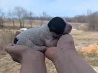 Turbo - AKC - Portuguese water dog , a male Portuguese Water Dog for sale in Kingston, MO – Photo 4 of 6