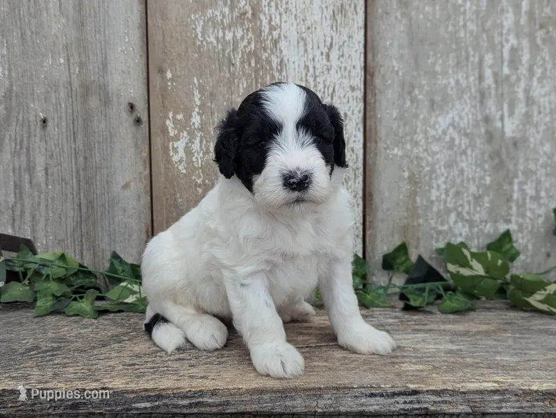 Turbo - AKC - Portuguese water dog  – Portuguese Water Dog puppy for sale in Kingston, MO
