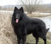 AKC - Belgian Sheepdog - Pink Girl, a female Belgian Sheepdog for sale in Kingston, MO – 10 of 10