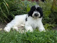 Victor , a male Portuguese Water Dog for sale in Kingston, MO – 10 of 10