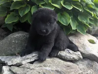 AKC - Belgian Sheepdog - Male, a male Belgian Sheepdog for sale in Kingston, MO – 2 of 10