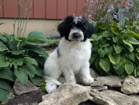 Victor , a male Portuguese Water Dog for sale in Kingston, MO – 9 of 10