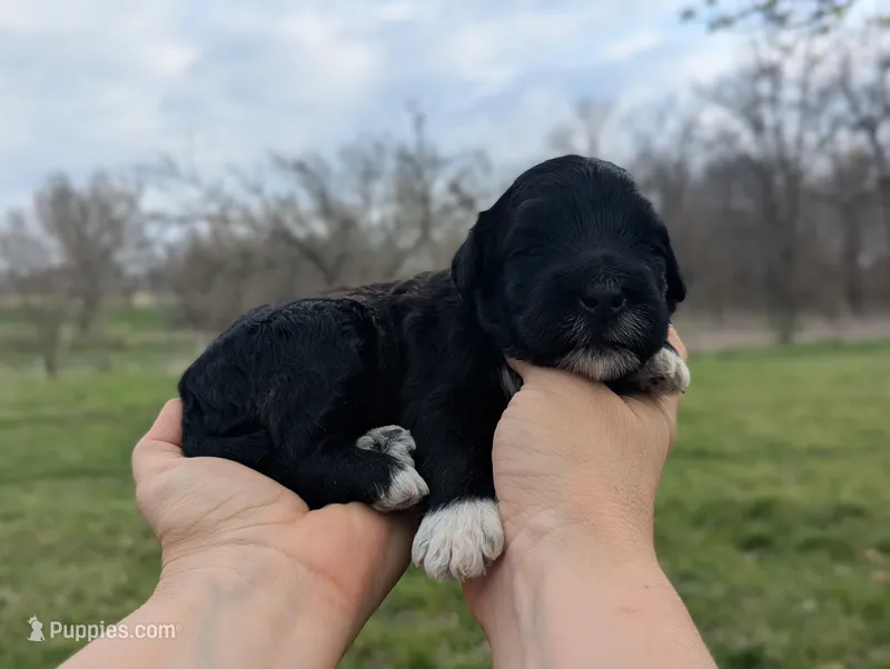 Trixie - AKC - Portuguese water dog  – Portuguese Water Dog puppy for sale in Kingston, MO