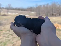 Trixie - AKC - Portuguese water dog , a female Portuguese Water Dog for sale in Kingston, MO – Photo 5 of 7