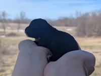 Trixie - AKC - Portuguese water dog , a female Portuguese Water Dog for sale in Kingston, MO – Photo 3 of 7