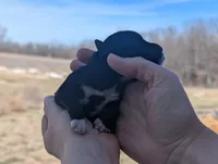 Trixie - AKC - Portuguese water dog , a female Portuguese Water Dog for sale in Kingston, MO – Photo 2 of 7