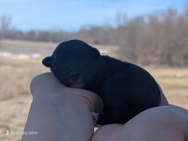 Trixie - AKC - Portuguese water dog  – Portuguese Water Dog puppy for sale in Kingston, MO