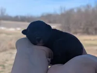 Trixie - AKC - Portuguese water dog , a female Portuguese Water Dog for sale in Kingston, MO – Photo 1 of 7