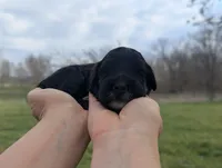 Trixie - AKC - Portuguese water dog , a female Portuguese Water Dog for sale in Kingston, MO – 5 of 7