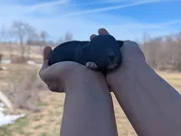 Trixie - AKC - Portuguese water dog , a female Portuguese Water Dog for sale in Kingston, MO – Photo 7 of 7