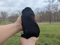 Trixie - AKC - Portuguese water dog , a female Portuguese Water Dog for sale in Kingston, MO – 7 of 7