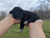 Trixie - AKC - Portuguese water dog , a female Portuguese Water Dog for sale in Kingston, MO – 4 of 7