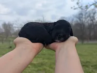 Trixie - AKC - Portuguese water dog , a female Portuguese Water Dog for sale in Kingston, MO – 6 of 7